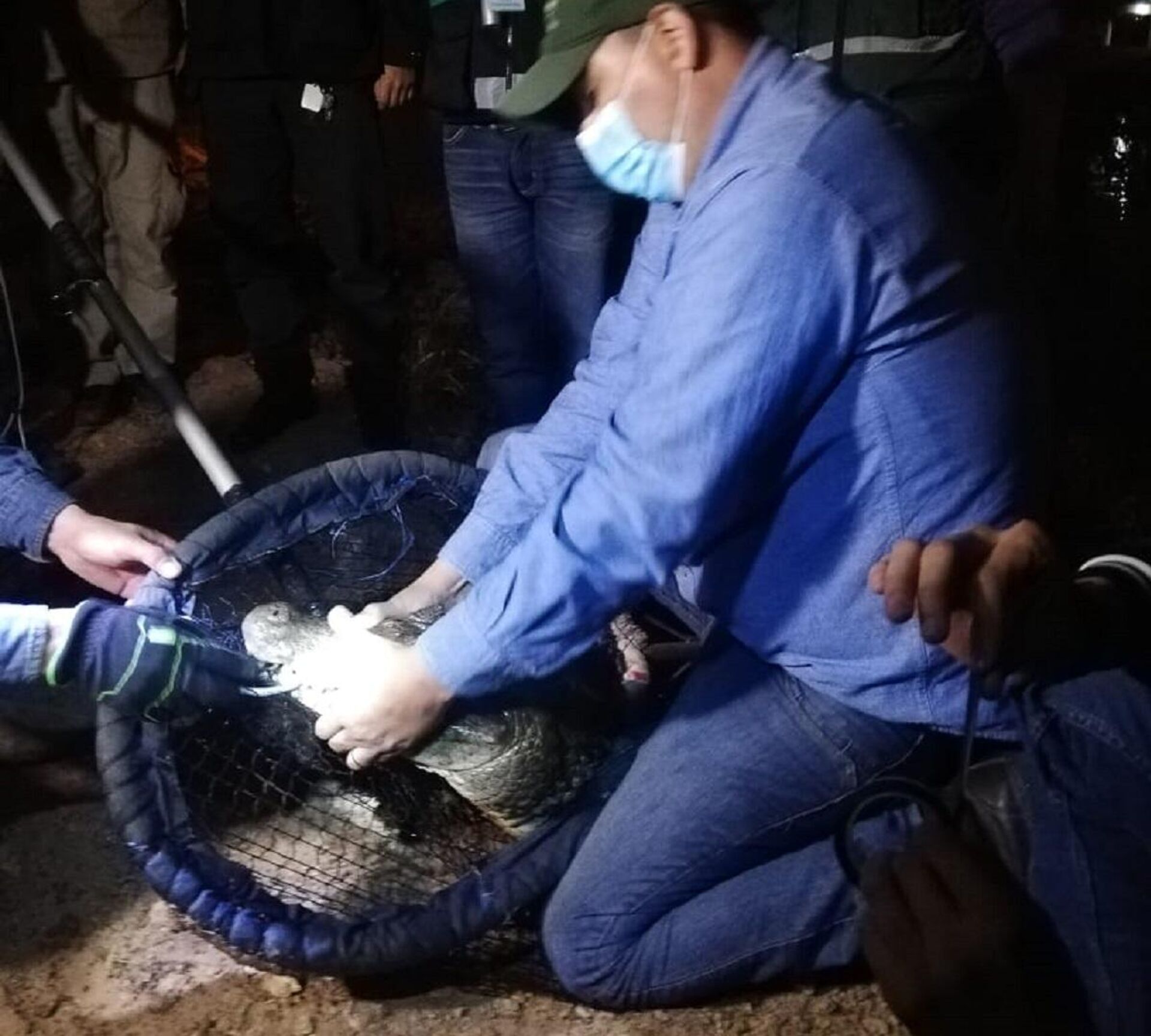 Captura de un caimán - Sputnik Mundo, 1920, 21.07.2021