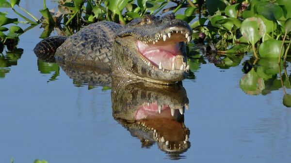 Un yacaré ('Caiman yacare') - Sputnik Mundo