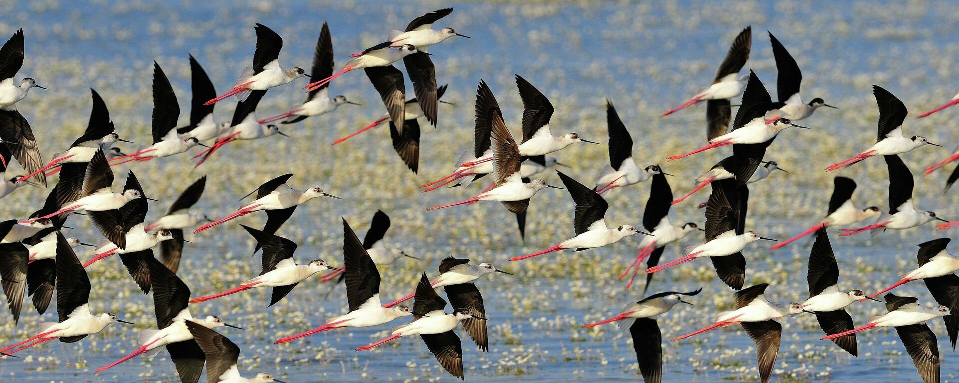 Aves en el Parque Nacional de Doñana - Sputnik Mundo, 1920, 22.07.2021