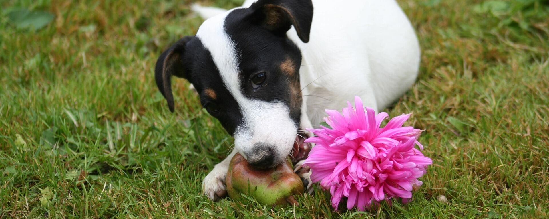 Un perro - Sputnik Mundo, 1920, 23.07.2021