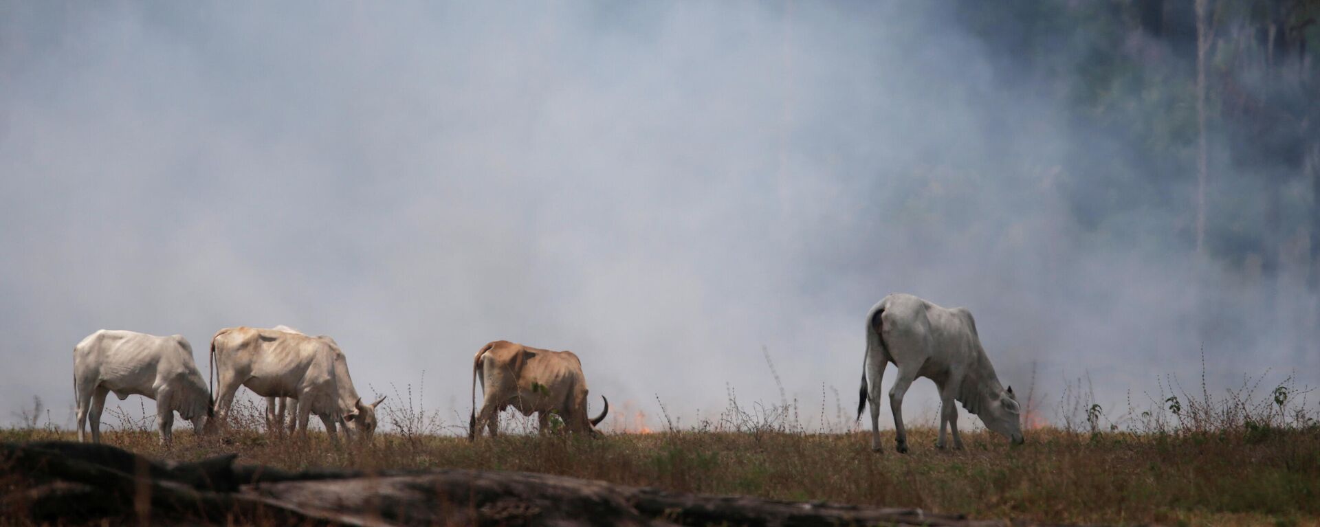 Incendio forestal en la Amazonía - Sputnik Mundo, 1920, 23.07.2021