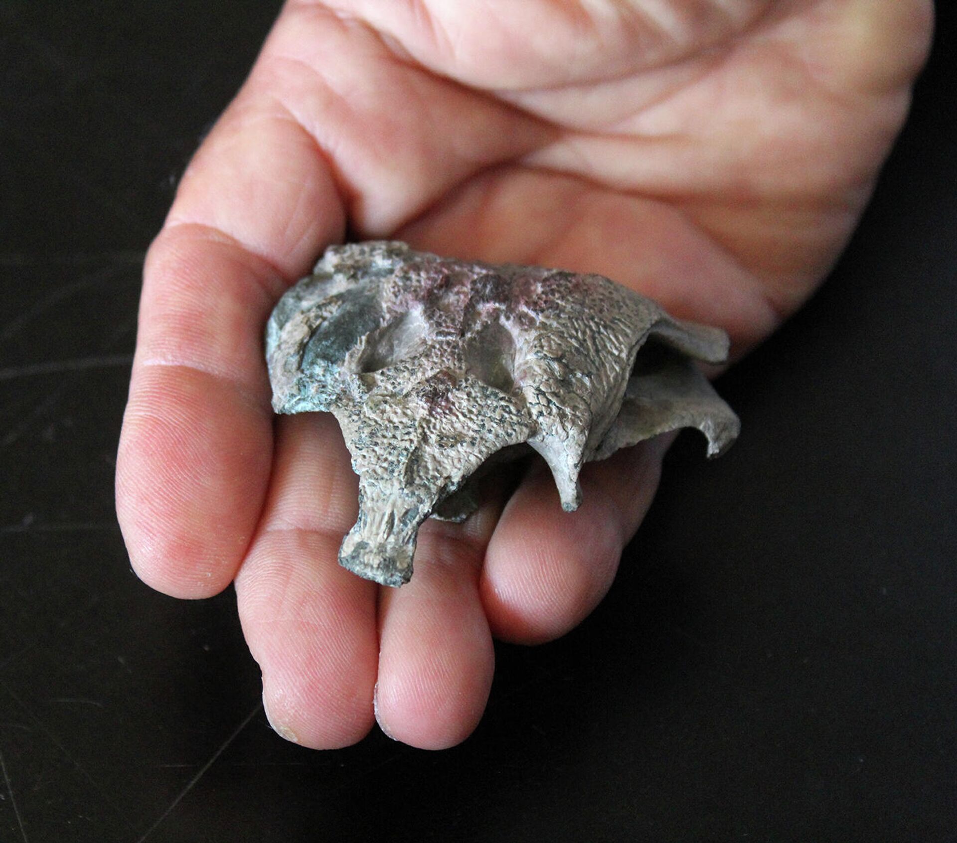 Burkesuchus mallingrandensis - Sputnik Mundo, 1920, 23.07.2021