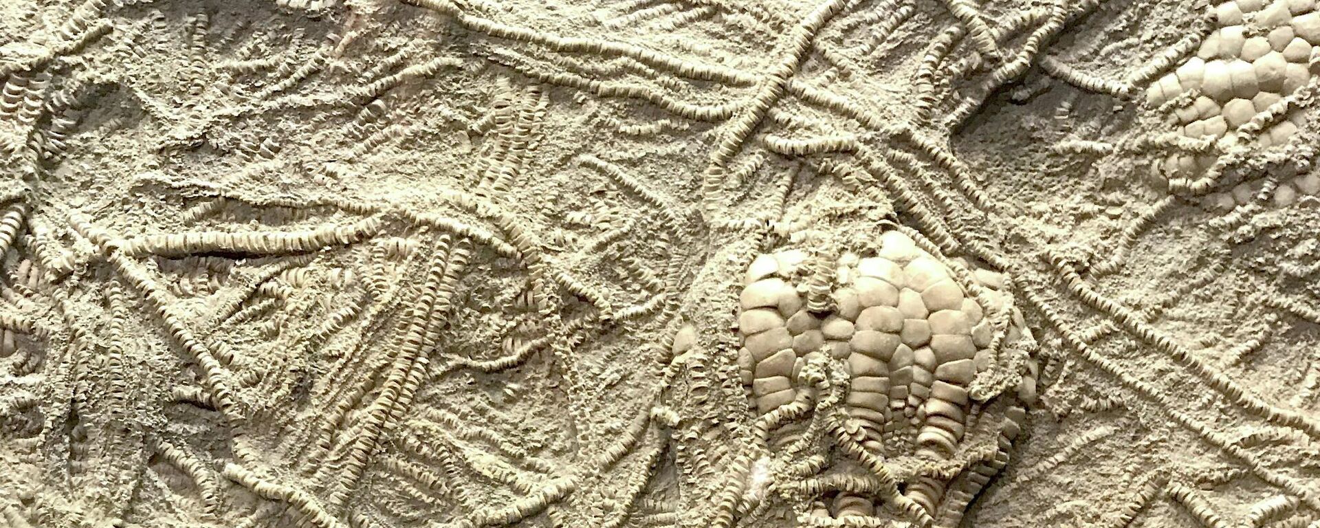 Fósiles, imagen ilustrativa - Sputnik Mundo, 1920, 25.07.2021