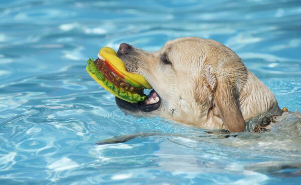 Este famoso bocadillo debe su nombre a la ciudad de Hamburgo, en Alemania. Y es que allí se machacaba la carne antes de servirla. En la foto: un labrador con un juguete con forma de hamburguesa se baña en Stuttgart, Alemania. - Sputnik Mundo