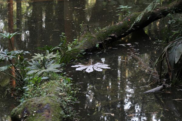 Finca de Burle Marx - Sputnik Mundo
