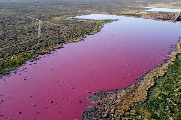 El color se debe a un conservante químico que se usa en los langostinos que se exportan. - Sputnik Mundo