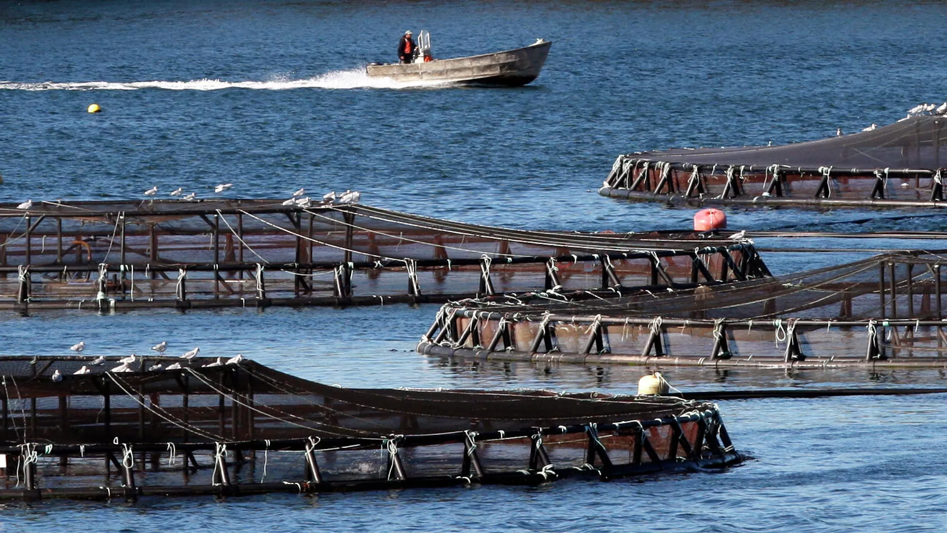 Salmoneras (imagen referencial) Salmoneras (imagen referencial) - Sputnik Mundo, 1920, 28.07.2021