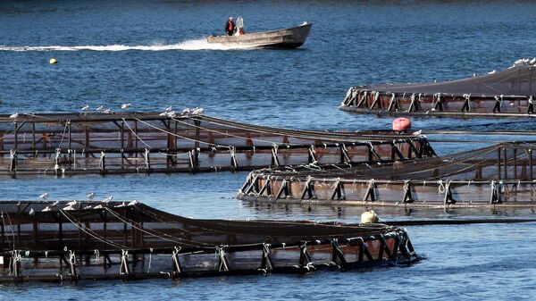 Salmoneras (imagen referencial) - Sputnik Mundo