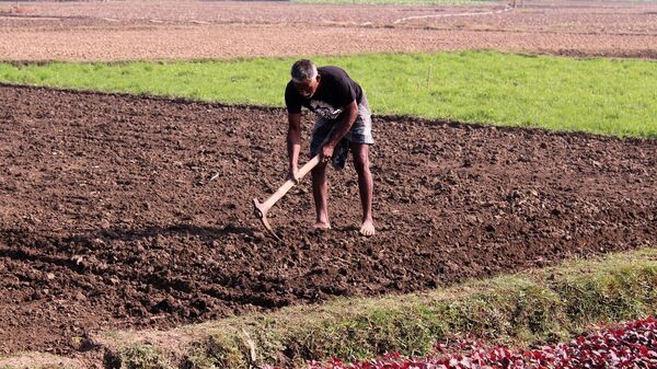 Un trabajador de campo (imagen referencial) - Sputnik Mundo