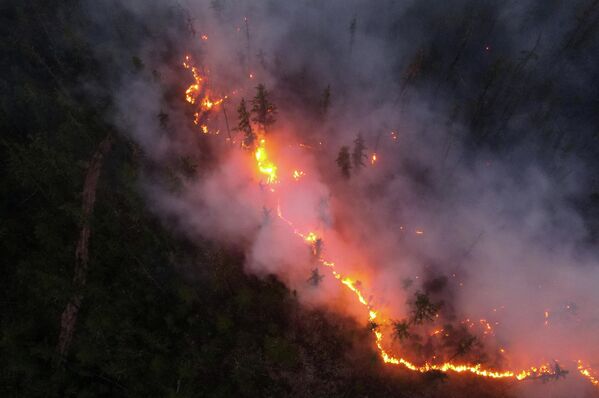 Yakutia, así como otras localidades rusas, sufre un espeso humo que impide la lucha contra el fuego en la región. En la foto: una línea de fuego se abre paso en un bosque siberiano. - Sputnik Mundo