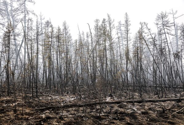 Desde el inicio de la temporada de incendios forestales, en el territorio del parque fueron registrados 11 focos, siete de ellos ya fueron extinguidos. Las autoridades consideran que la única causa de este desastre natural es el cambio climático. En la foto: un bosque siberiano afectado por los incendios forestales por la ola de calor. - Sputnik Mundo