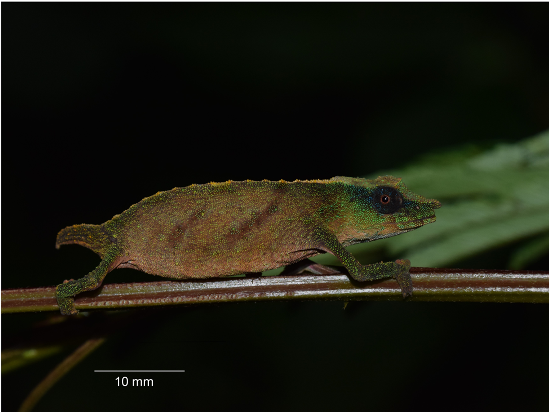 Un 'Rhampholeon chapmanorum'  - Sputnik Mundo, 1920, 03.08.2021