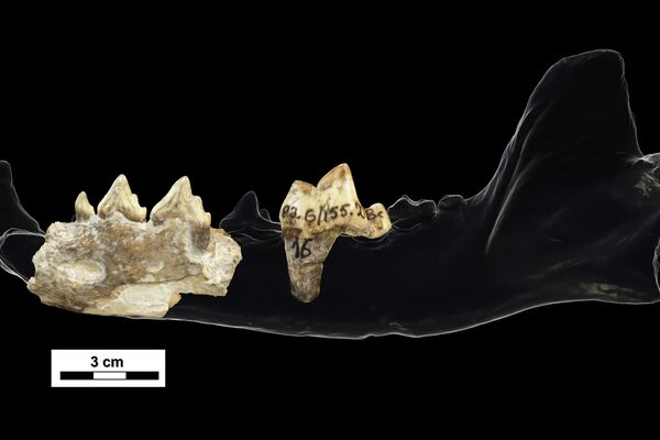 Fósiles del superperro - Sputnik Mundo
