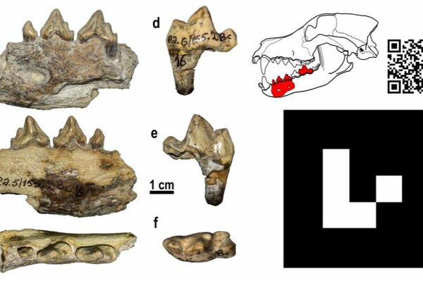 Análisis comparativo de dentaduras de Dmanisi y Orce - Sputnik Mundo