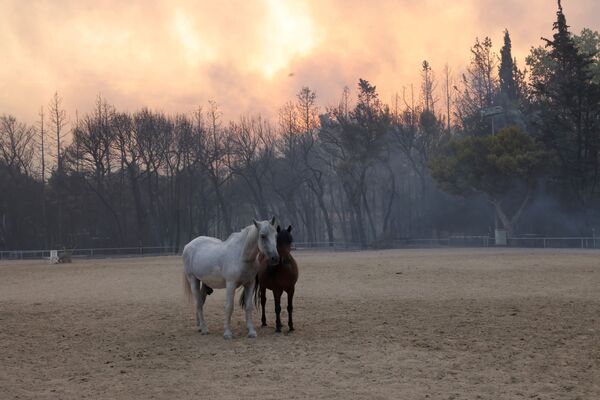 Caballos en una granja al norte de Atenas. - Sputnik Mundo