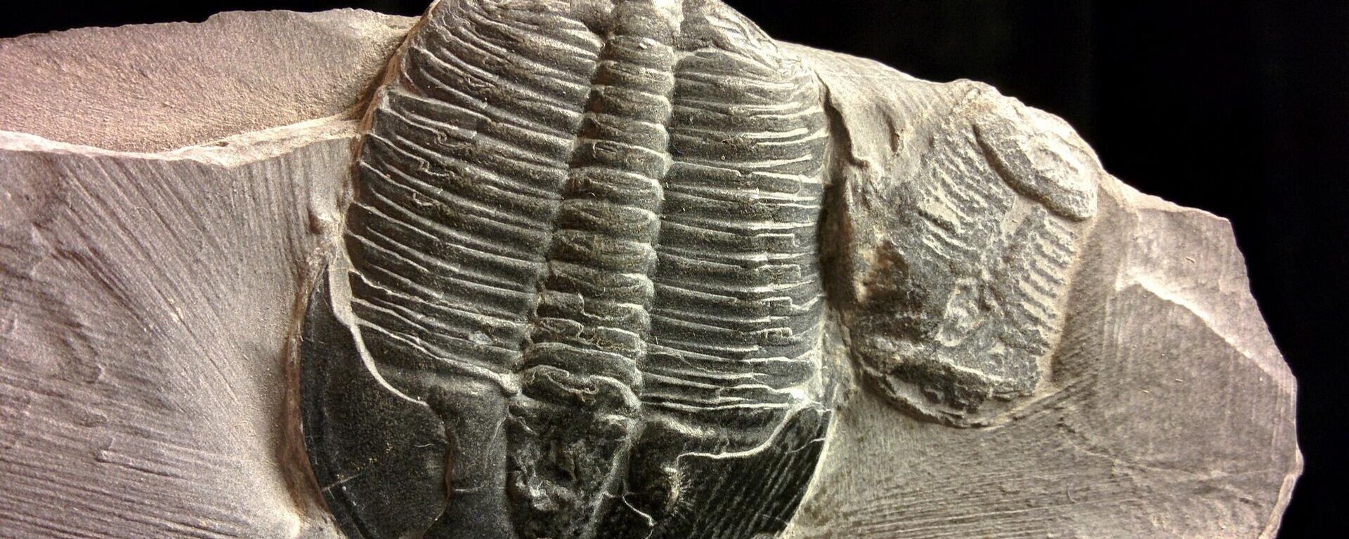 Un trilobites, imagen referencial - Sputnik Mundo, 1920, 04.08.2021