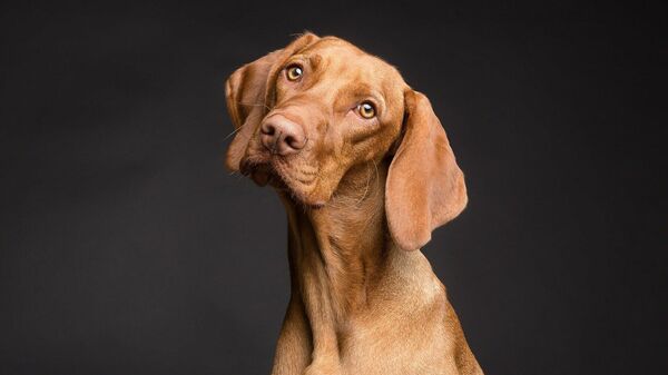 Un perro  - Sputnik Mundo