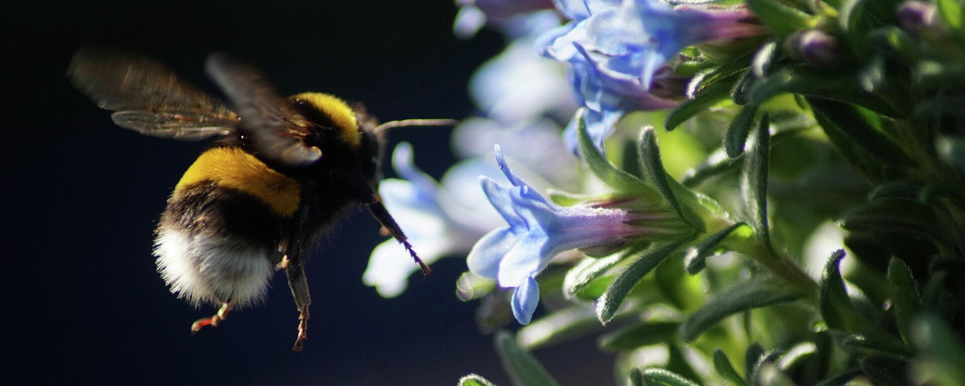 Un abejorro - Sputnik Mundo, 1920, 05.08.2021