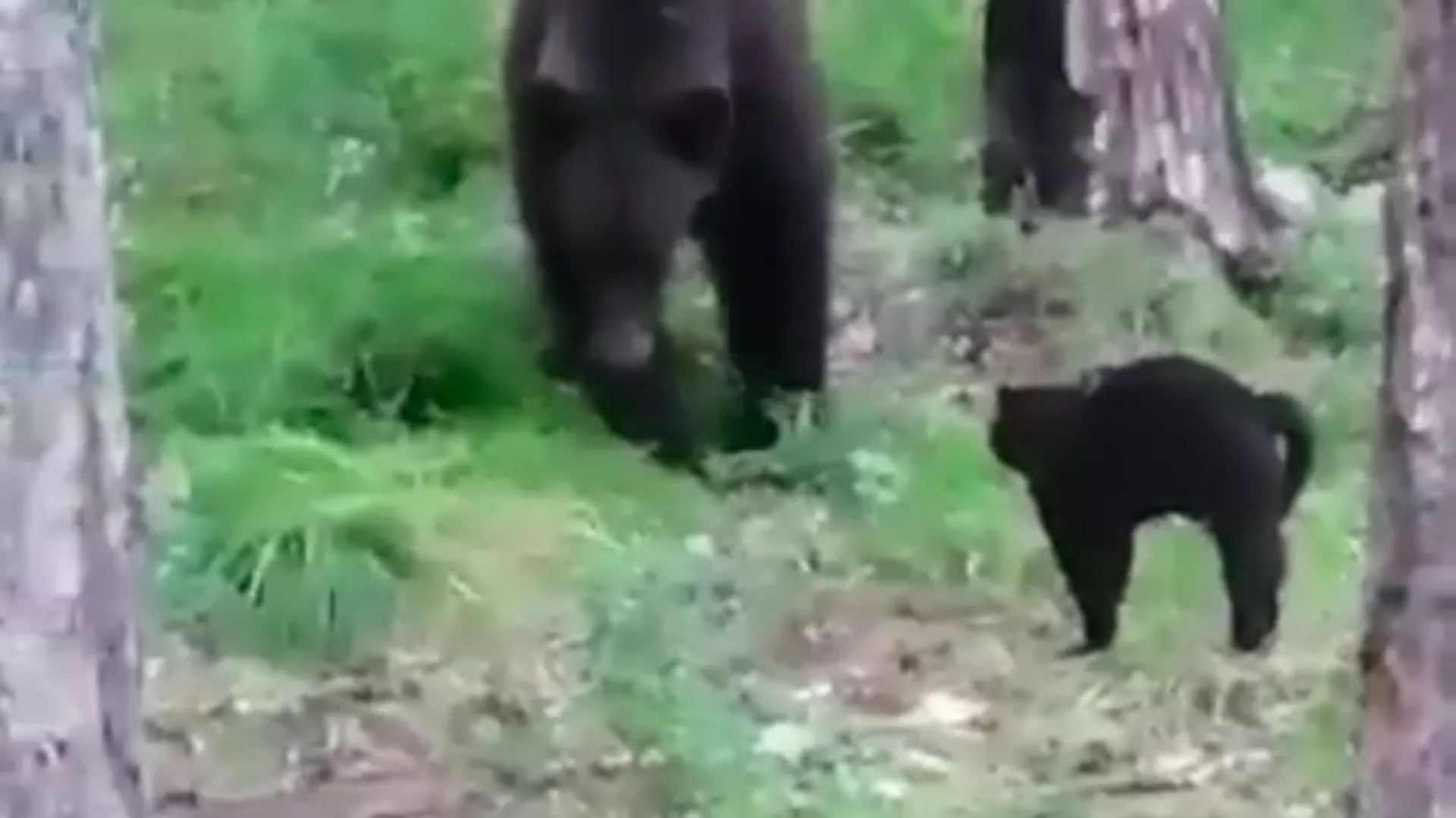 Un gato defiende a sus dueños de un enorme oso en Rusia