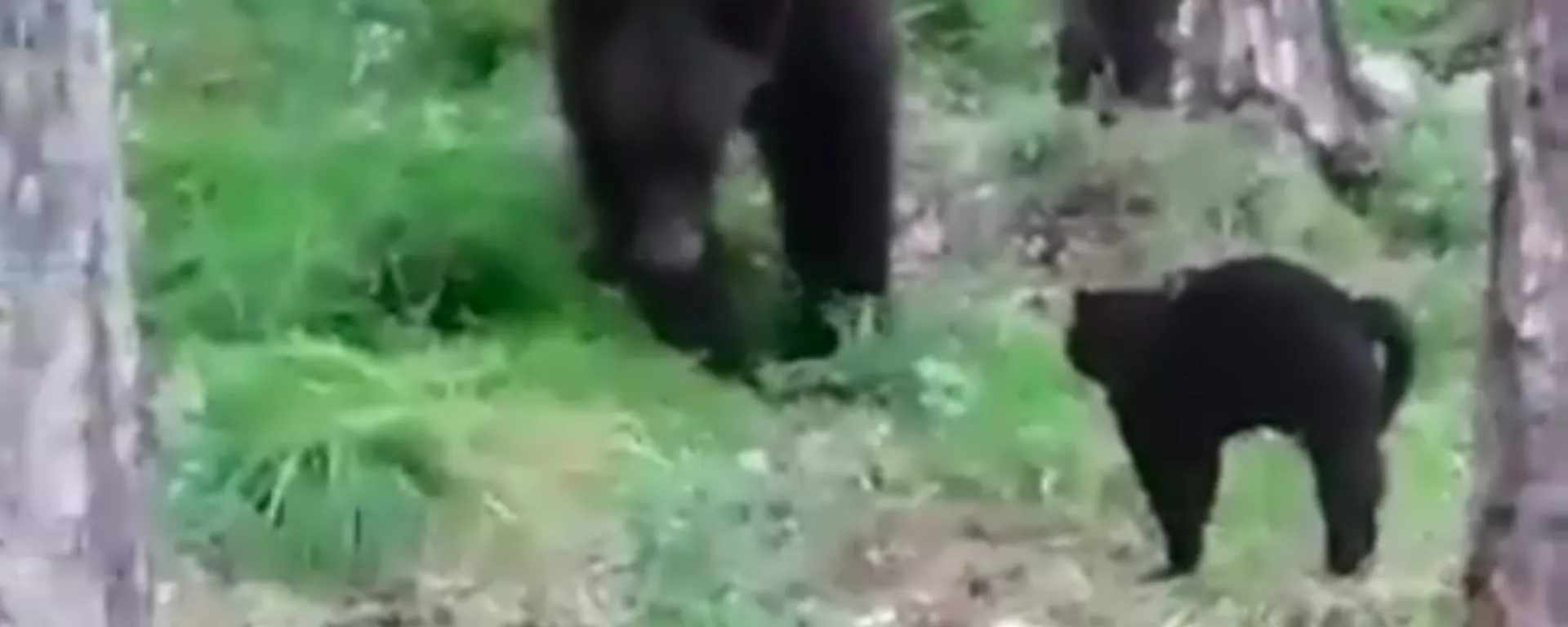 Un gato defiende a sus dueños de un enorme oso en Rusia - Sputnik Mundo, 1920, 05.08.2021