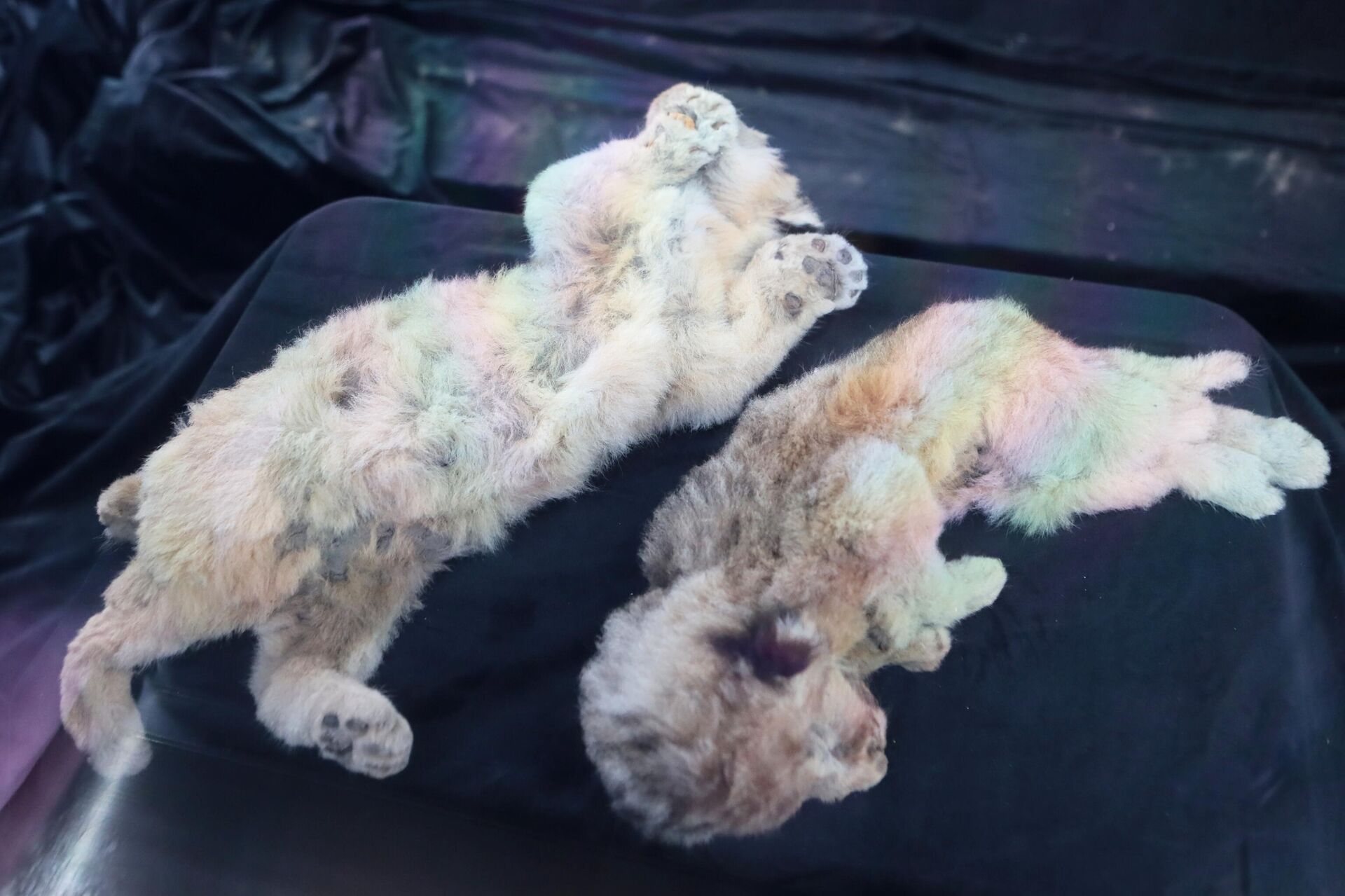 Esparta y Boris - Sputnik Mundo, 1920, 07.08.2021