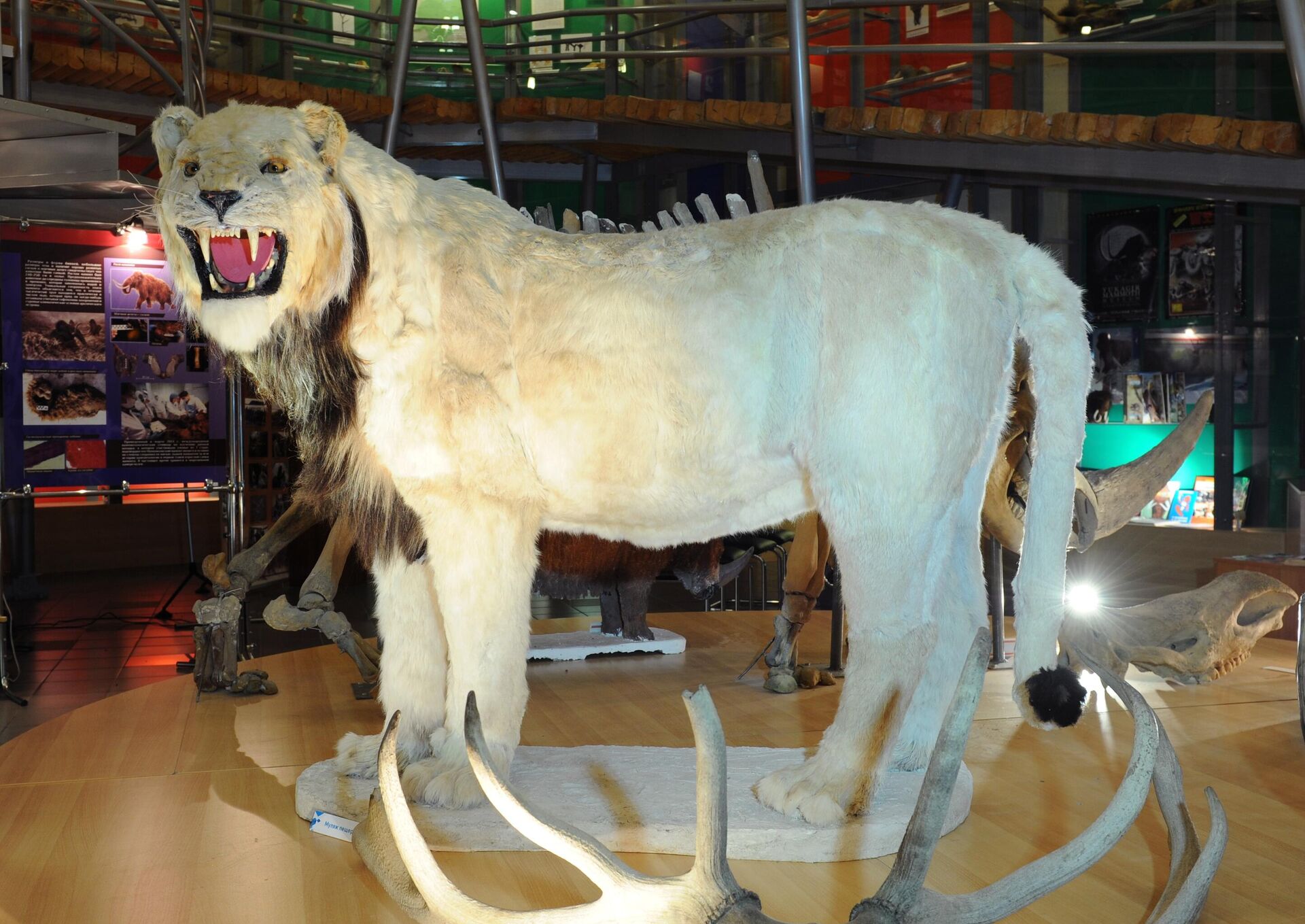 León cavernario - Sputnik Mundo, 1920, 07.08.2021