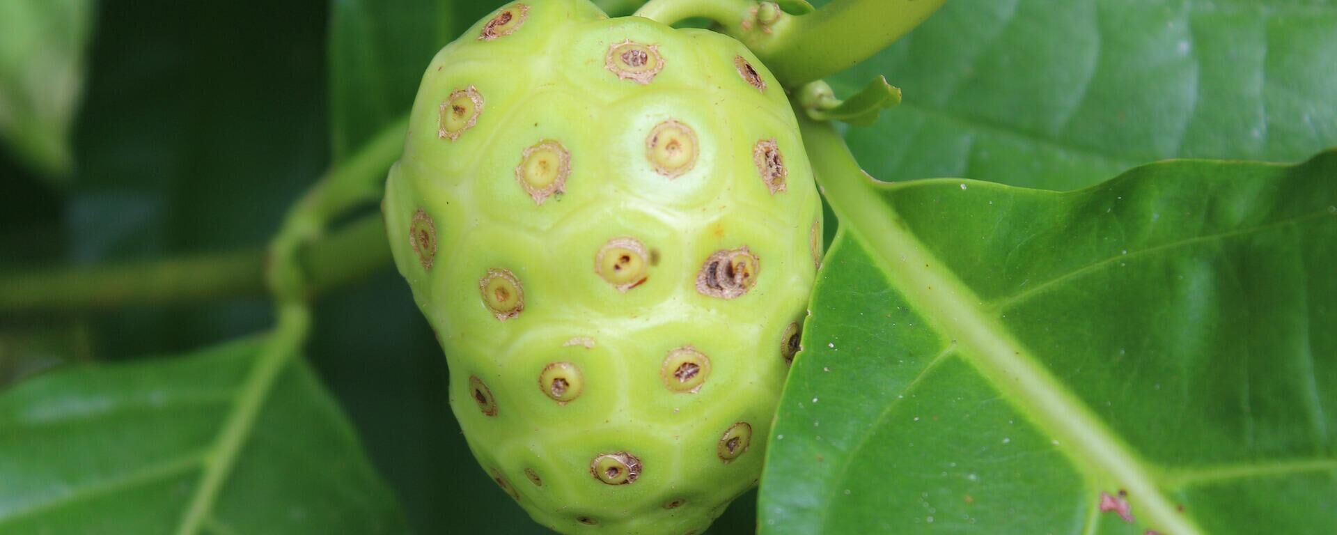 Noni, la exótica fruta proveniente de la polinesia Noni, la exótica fruta proveniente de la polinesia - Sputnik Mundo, 1920, 09.08.2021