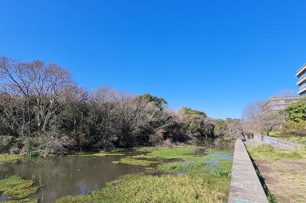 La Reserva Ecológica Costanera Norte se encuentra entre los pabellones de la Ciudad Universitaria y el Río de la Plata - Sputnik Mundo