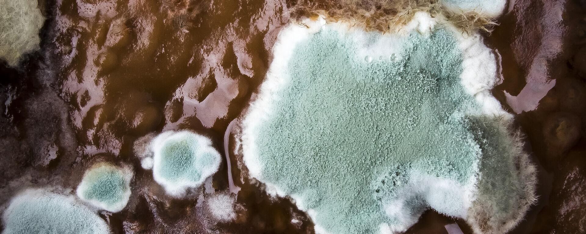 Moho en alimentos - Sputnik Mundo, 1920, 12.08.2021