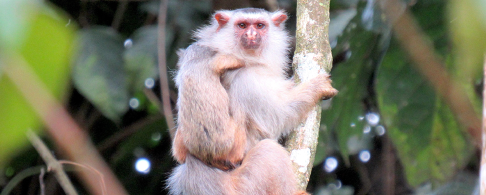 Mico schneideri, nueva especie de primate identificada en Brasil Mico schneideri, nueva especie de primate identificada en Brasil - Sputnik Mundo, 1920, 13.08.2021