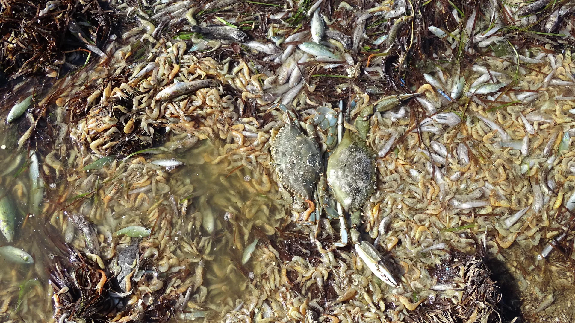 Peces muertos en una playa del Mar Menor en 2019 Peces muertos en una playa del Mar Menor en 2019 - Sputnik Mundo, 1920, 16.08.2021