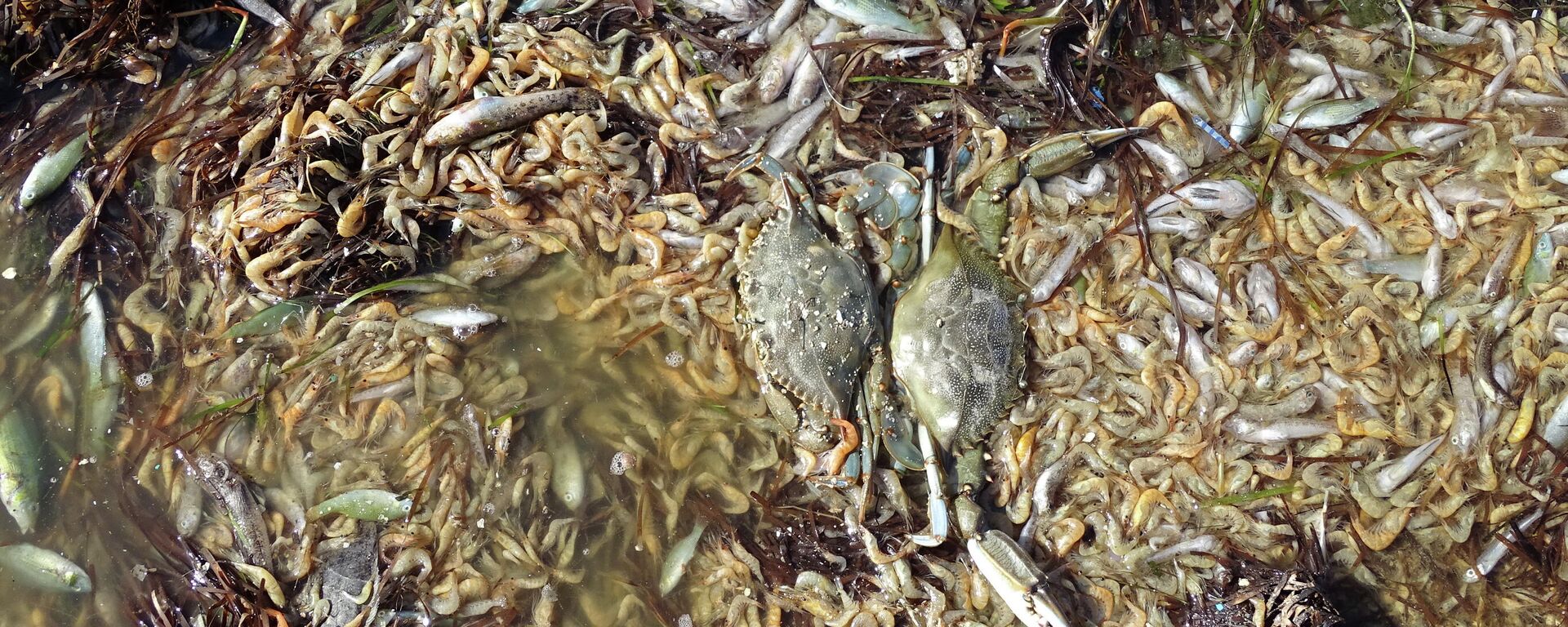 Peces muertos en una playa del Mar Menor en 2019 - Sputnik Mundo, 1920, 16.08.2021