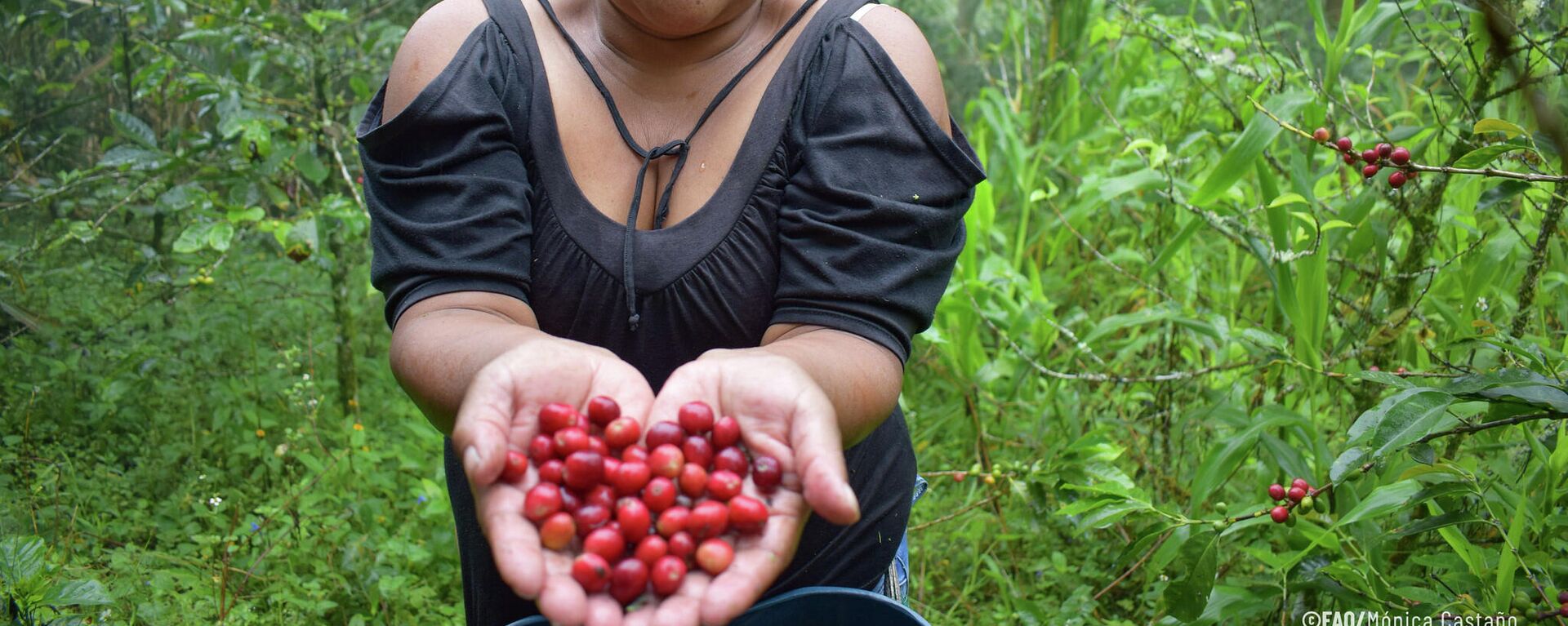 Hacia una agricultura sostenible y resiliente en América Latina y el Caribe - Sputnik Mundo, 1920, 16.08.2021