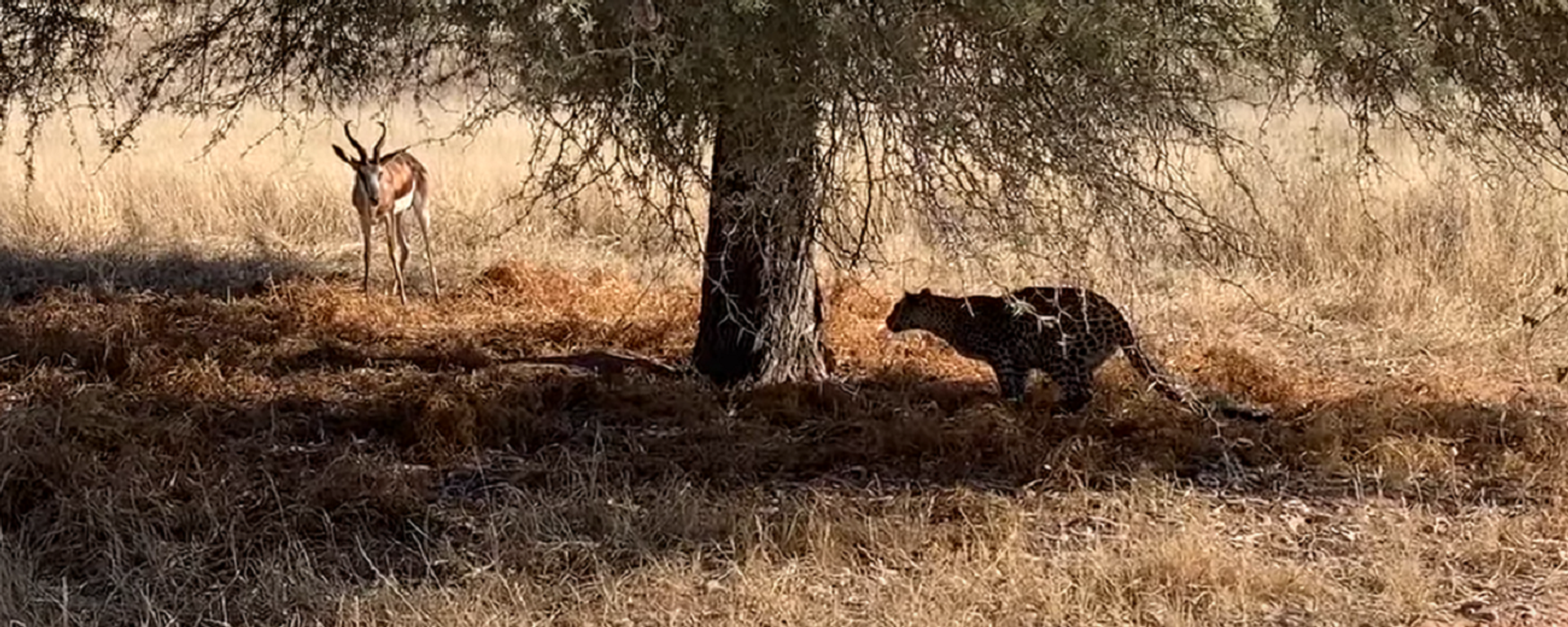 Una leoparda muestra un sigilo total ante una gacela desprevenida - Sputnik Mundo, 1920, 19.08.2021