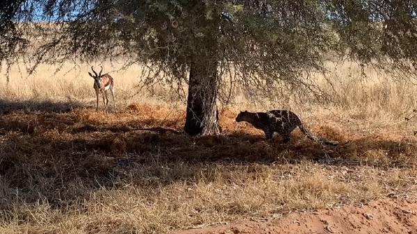 Una leoparda muestra un sigilo total ante una gacela desprevenida - Sputnik Mundo