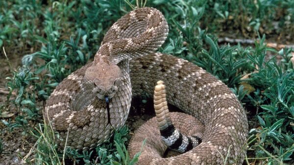 Una serpiente 'Crotalus atrox', foto de archivo - Sputnik Mundo