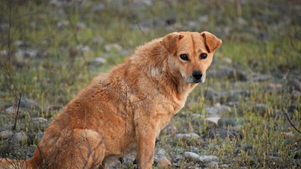 Un perro callejero (imagen referencial) - Sputnik Mundo