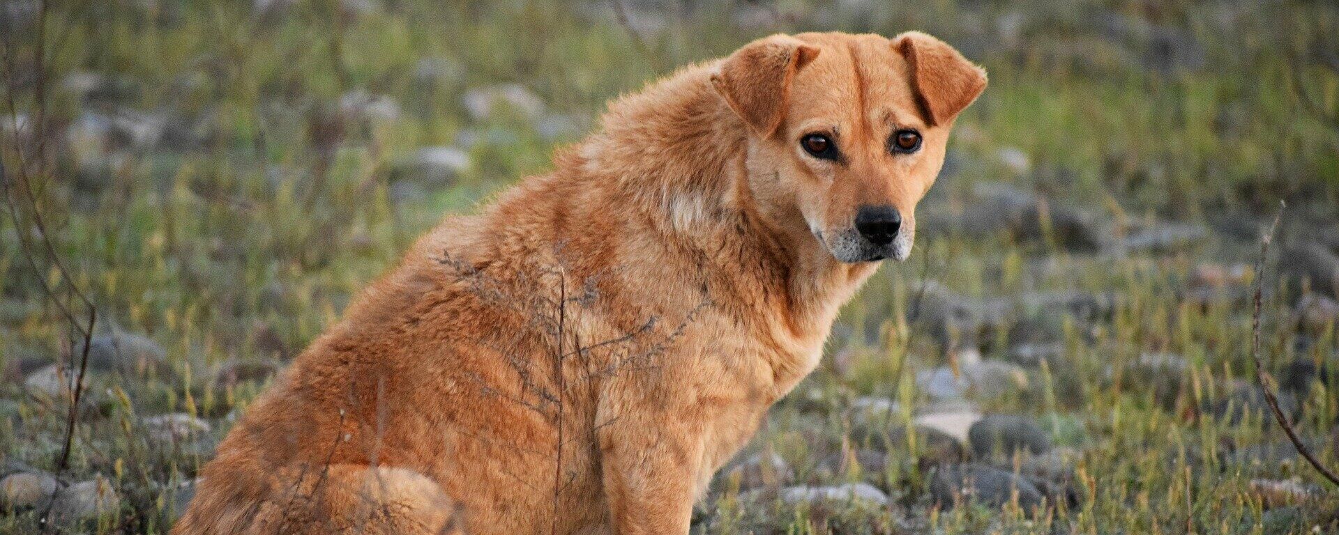 Un perro callejero (imagen referencial) - Sputnik Mundo, 1920, 21.08.2021