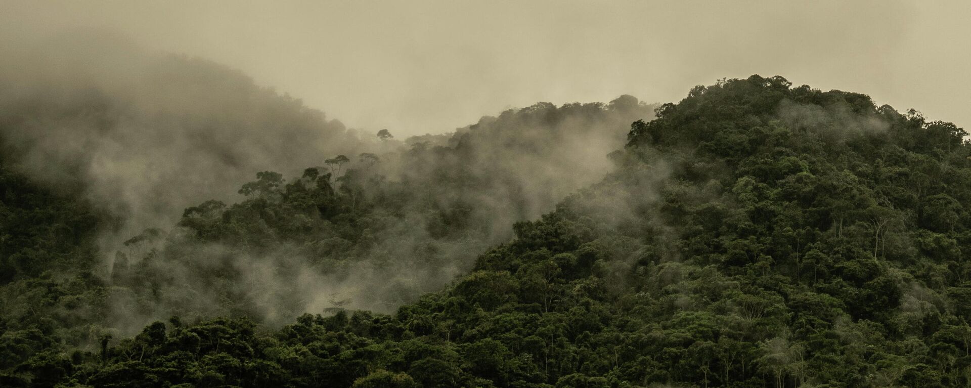 Bosque nativo colombiano - Sputnik Mundo, 1920, 23.08.2021