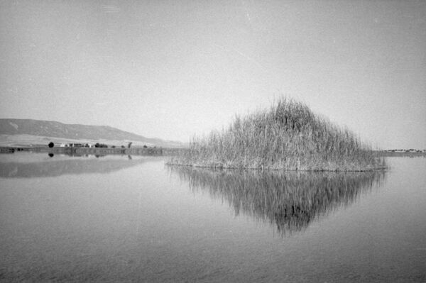 Tablazo en Las Tablas de Daimiel, Parque Natural de Ciudad Real (España) - Sputnik Mundo
