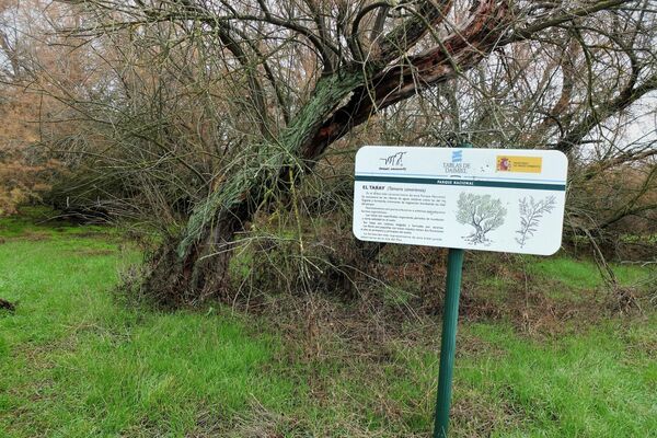 Un taray en Las Tablas de Daimiel, Parque Natural de Ciudad Real (España) - Sputnik Mundo