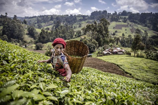 Una mujer recogiendo hojas de té en una plantación de Kenia. - Sputnik Mundo