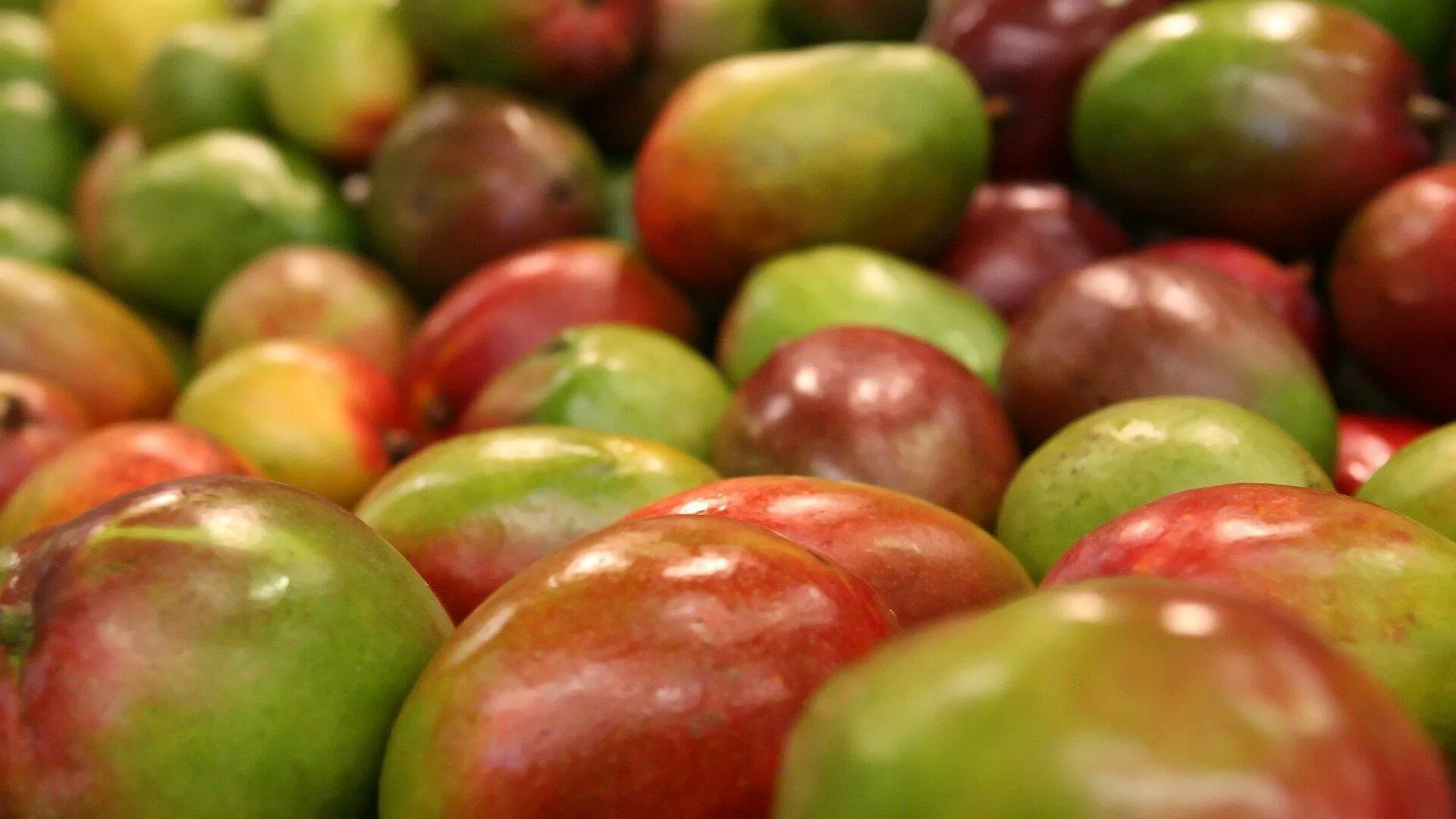 Mangos, imagen referencial 