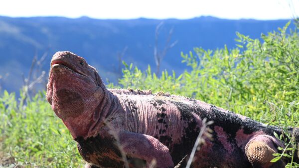 Una iguana rosada, Conolophus marthae - Sputnik Mundo