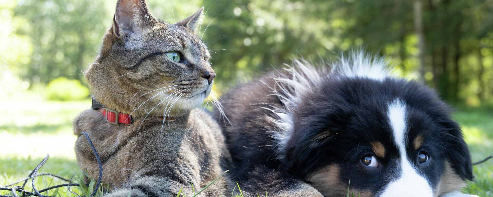 Un gato y un perro - Sputnik Mundo, 1920, 30.08.2021