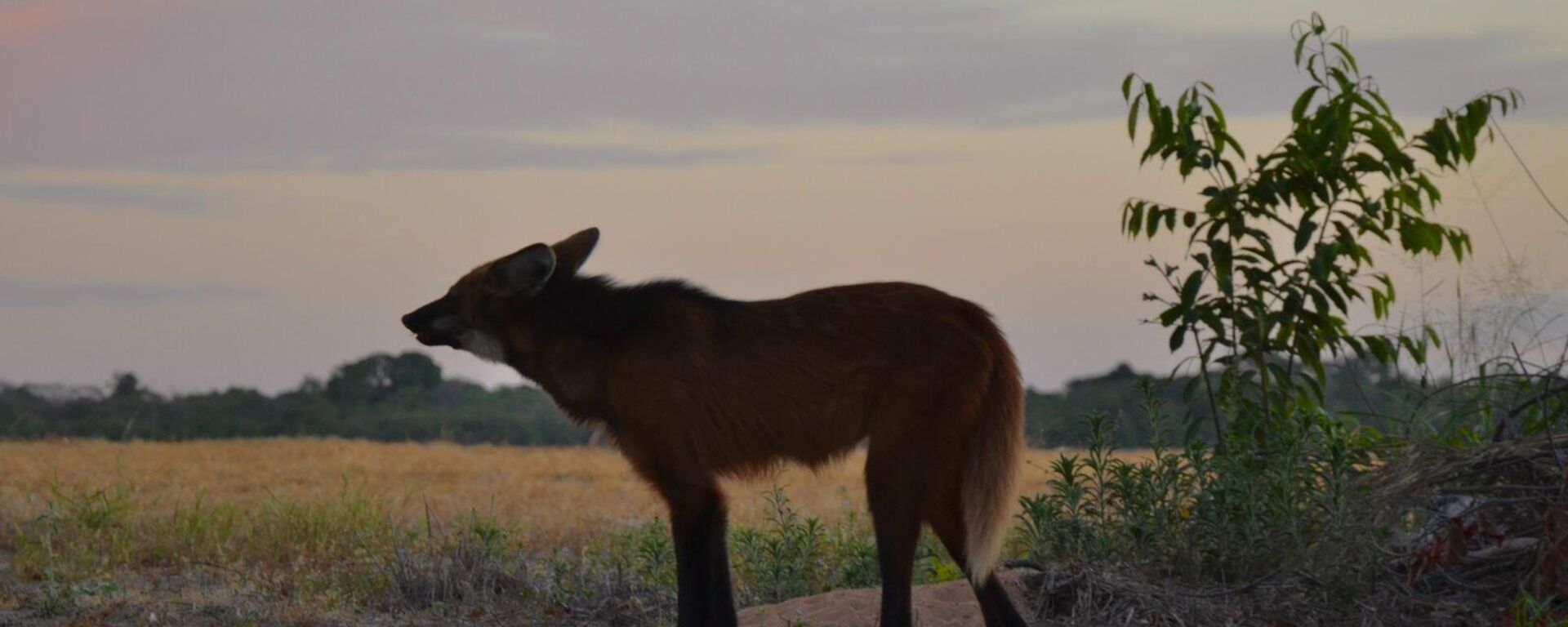 Aguará guazú, animal en peligro de extinción  - Sputnik Mundo, 1920, 01.09.2021