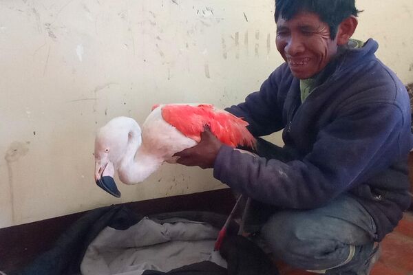 Abdón Choque Flores con una pariguana o flamenco andino - Sputnik Mundo