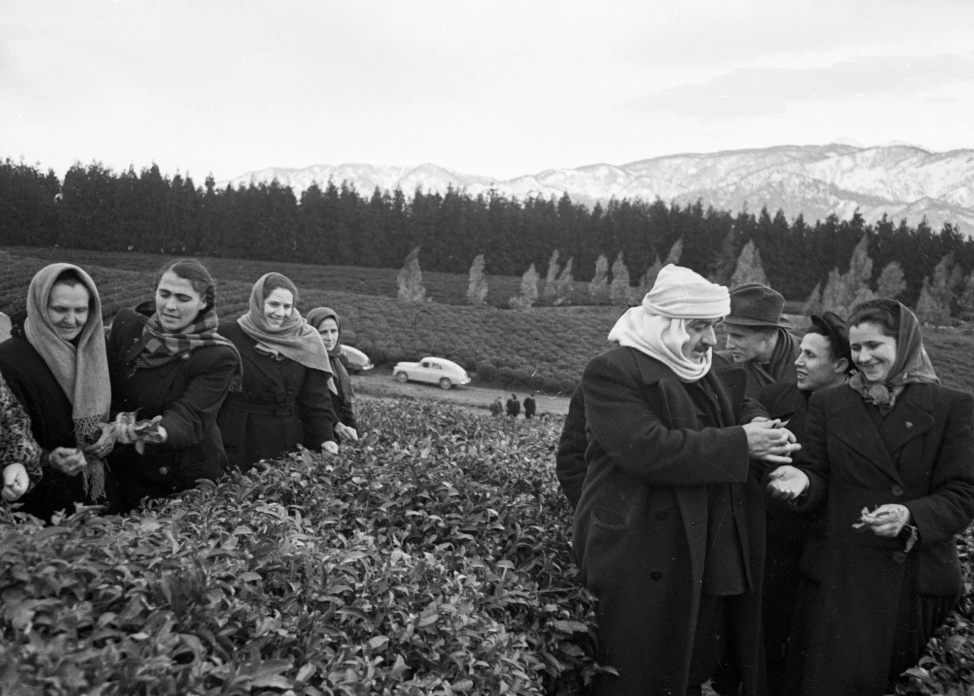 Plantaciones de té en la República Socialista Soviética de Georgia Plantaciones de té en la República Socialista Soviética de Georgia - Sputnik Mundo, 1920, 07.09.2021