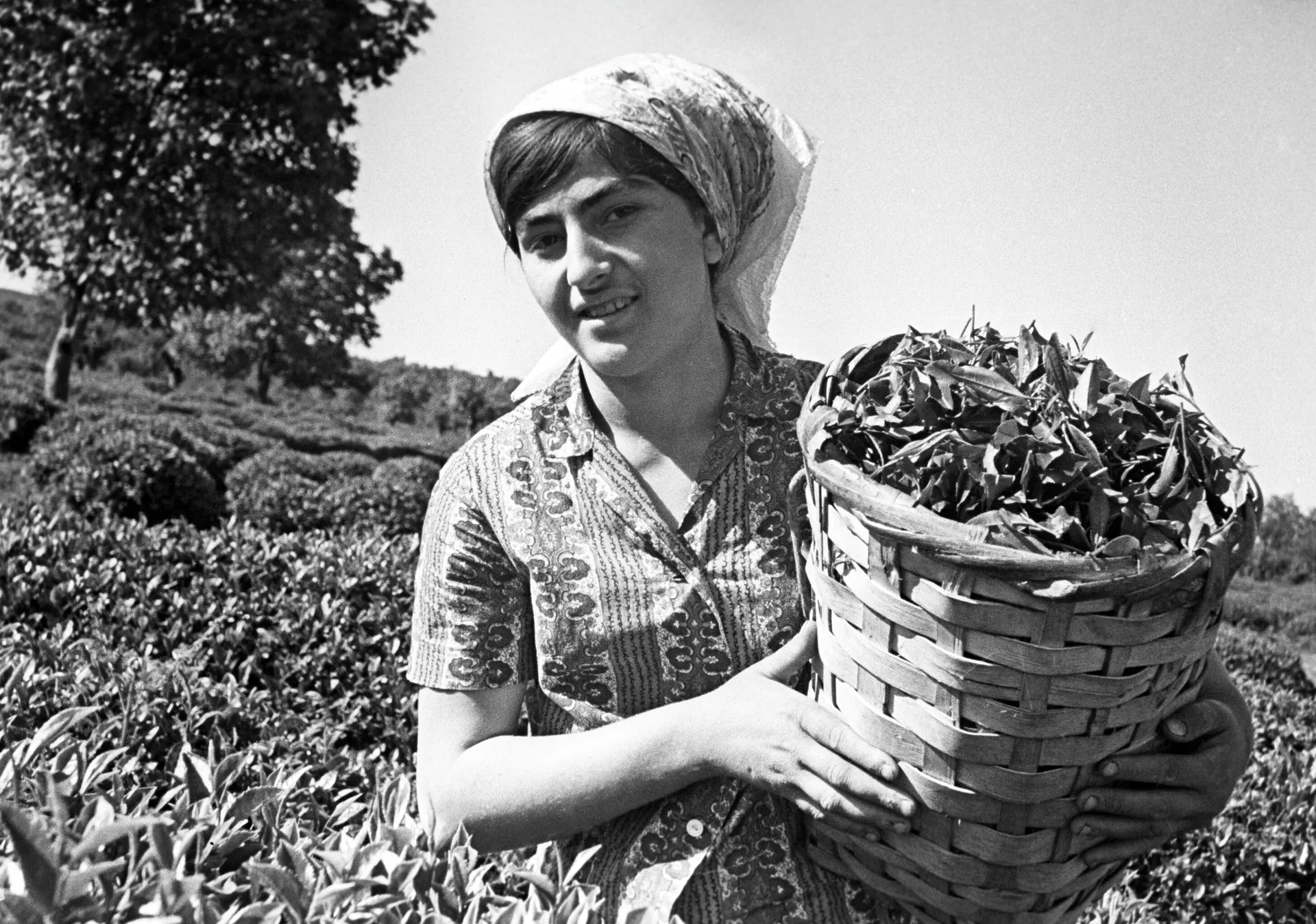 Una mujer cosecha té en los valles de la República Socialista Soviética de Georgia Una mujer cosecha té en los valles de la República Socialista Soviética de Georgia - Sputnik Mundo, 1920, 07.09.2021