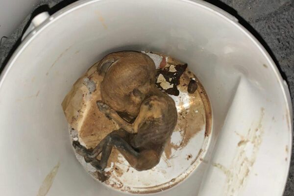 Fetos en cubo en el interior del antiguo hospital comarcal de La Línea de la Concepción (Cádiz) - Sputnik Mundo